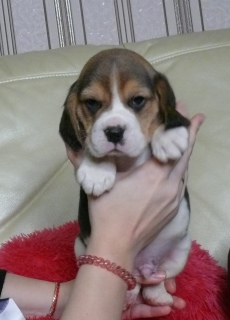 Photo №1. beagle - for sale in the city of Cherepovets | 403$ | Announcement № 3850