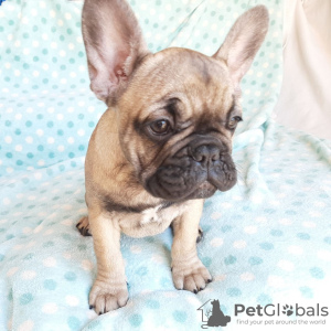 Photo №1. french bulldog - for sale in the city of Харлем | Is free | Announcement № 80366