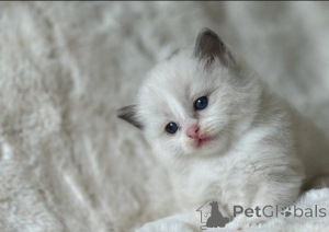 Photo №2 to announcement № 151216 for the sale of ragdoll - buy in Australia breeder