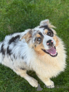 Photo №1. australian shepherd - for sale in the city of Minsk | 1000$ | Announcement № 153959