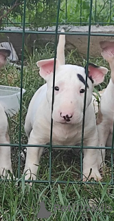 Photo №1. bull terrier - for sale in the city of Москва | negotiated | Announcement № 19720