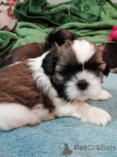 Additional photos: Purebred Shih Tzu puppies.