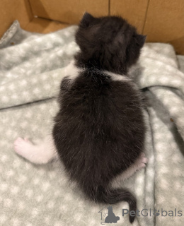 Photo №2 to announcement № 144562 for the sale of british shorthair - buy in Germany breeder