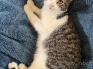 Photo №1. american shorthair - for sale in the city of Aalen | 329$ | Announcement № 151500