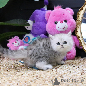 Photo №4. I will sell persian cat in the city of Belarus. breeder - price - 300$