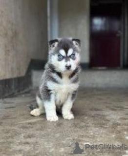 Photo №1. siberian husky - for sale in the city of Ikhwezi | negotiated | Announcement № 55320