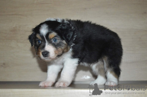 Photo №2 to announcement № 125158 for the sale of australian shepherd - buy in Austria private announcement