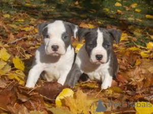 Photo №3. American Staffordshire Terrier Puppies. Switzerland