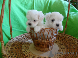 Photo №2 to announcement № 10983 for the sale of maltese dog - buy in Belarus breeder