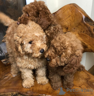 Photo №1. poodle (dwarf) - for sale in the city of Uelzen | 591$ | Announcement № 11627