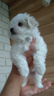 Photo №1. maltese dog - for sale in the city of Kiev | 900$ | Announcement № 2373