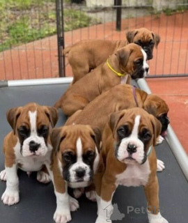 Photo №1. boxer - for sale in the city of Aachen | negotiated | Announcement № 175176