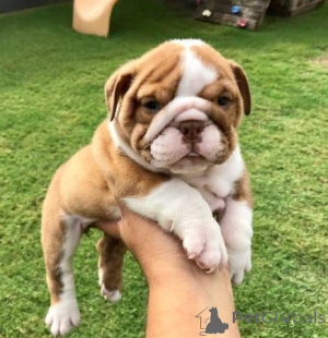 Photo №4. I will sell english bulldog in the city of Zürich. breeder - price - negotiated