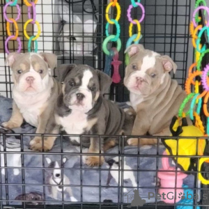 Photo №1. english bulldog - for sale in the city of Амстердам | negotiated | Announcement № 44011