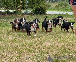 Photo №1. appenzeller sennenhund - for sale in the city of Lublin | 1560$ | Announcement № 21671