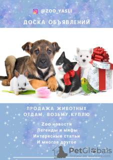 Photo №1. non-pedigree dogs - for sale in the city of St. Petersburg | Is free | Announcement № 7397