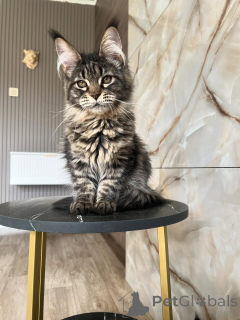 Photo №1. maine coon - for sale in the city of Würzburg | negotiated | Announcement № 169928