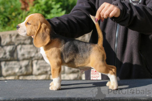 Photo №1. beagle - for sale in the city of Minsk | 500$ | Announcement № 13617