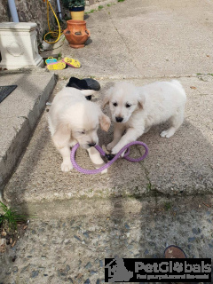 Photo №3. Stunning KC registered golden retriever puppies. Belgium