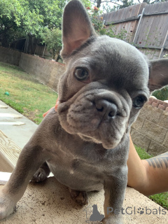 Photo №2 to announcement № 158642 for the sale of french bulldog - buy in Germany private announcement, breeder