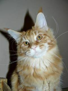 Photo №2 to announcement № 1004 for the sale of maine coon - buy in Russian Federation private announcement