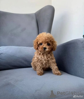 Photo №1. maltipu - for sale in the city of Berlin | 826$ | Announcement № 162516