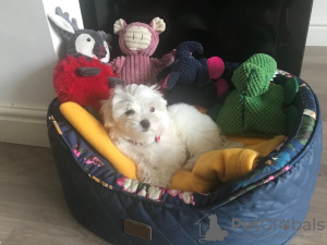 Photo №1. maltese dog - for sale in the city of Хельсингёр | 423$ | Announcement № 125649