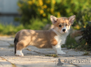 Photo №1. welsh corgi - for sale in the city of Cherepovets | 2839$ | Announcement № 11544