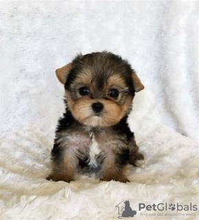 Photo №1. yorkshire terrier - for sale in the city of Berlin | negotiated | Announcement № 97600