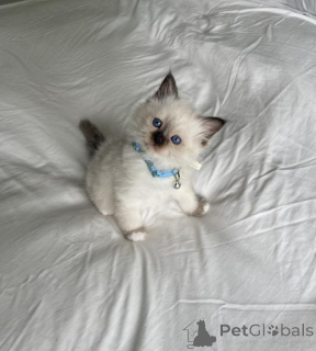 Photo №1. birman - for sale in the city of Bad Wildungen | 361$ | Announcement № 173281