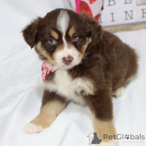 Photo №1. australian shepherd - for sale in the city of Hessisch Oldendorf | 847$ | Announcement № 150549