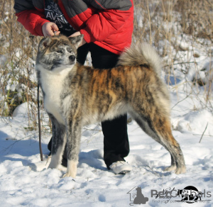 Photo №1. akita - for sale in the city of Smolensk | 235$ | Announcement № 7313