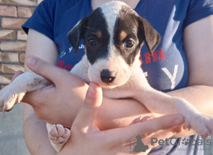 Photo №1. non-pedigree dogs - for sale in the city of Rostov-on-Don | Is free | Announcement № 20617
