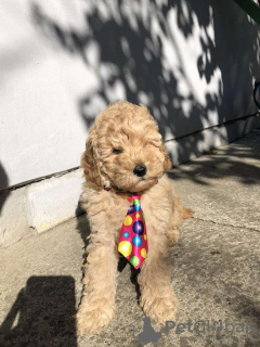 Additional photos: Apricot MEDIUM POODLE puppy