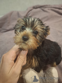 Additional photos: Yorkie puppy.