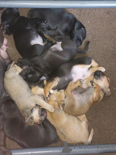 Photo №2 to announcement № 172358 for the sale of puggle - buy in Germany private announcement