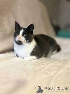 Photo №4. I will sell  in the city of Minsk. private announcement - price - Is free