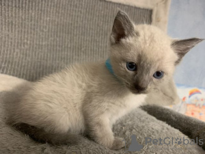 Photo №1. siamese cat - for sale in the city of Berlin | Is free | Announcement № 125384