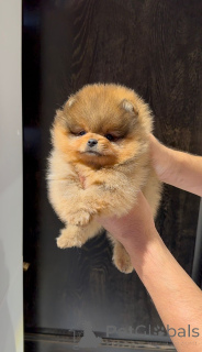 Additional photos: Purebred, elite puppies of the Pomeranian spitz of different colors