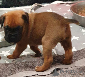 Additional photos: Boxer puppies for sale