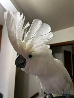 Photo №3. There are some truly beautiful parrots on the planet, some small and some very. Luxembourg