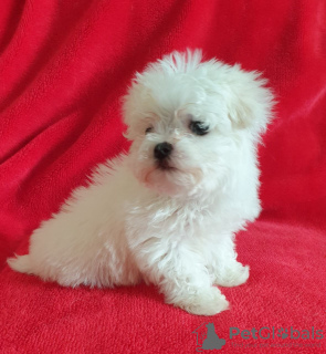 Photo №1. maltese dog - for sale in the city of Berlin | negotiated | Announcement № 115858