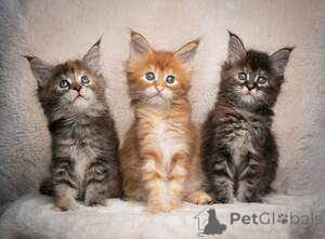 Photo №1. maine coon - for sale in the city of Amsterdamscheveld | Is free | Announcement № 159205