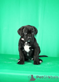 Photo №4. I will sell cane corso in the city of Нови Сад. breeder - price - negotiated