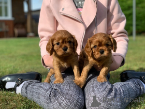 Photo №3. Cavalier King Charles Spaniel Puppies.. Austria