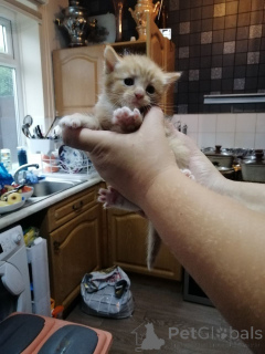 Photo №4. I will sell maine coon in the city of Achaern. private announcement - price - 392$