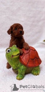 Photo №3. Toy and Toy Poodle, Apricot and Red. Serbia