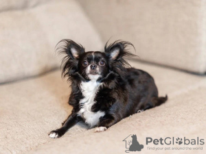 Photo №1. chihuahua - for sale in the city of Munich | 423$ | Announcement № 105366