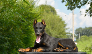 Photo №1. beauceron - for sale in the city of Kemerovo | Negotiated | Announcement № 2850