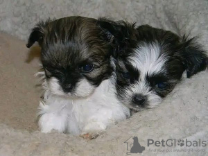 Photo №1. shih tzu - for sale in the city of Berlin | Is free | Announcement № 125359